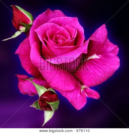 Pink Rose