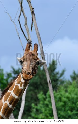 Close-up Of Funny Looking Giraffe