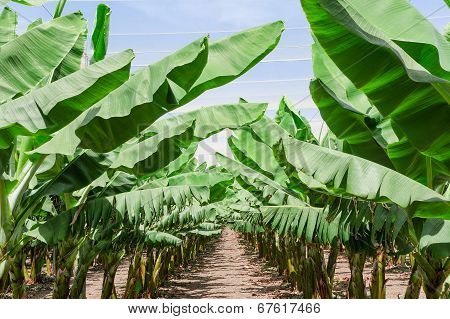 Lush Leafage Of Banana Palm Trees In Orchard Plantation