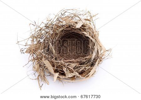 empty bird nest