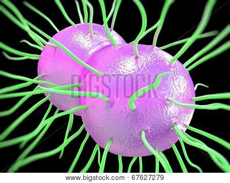 Nesseria gonorrhoeae bacteria