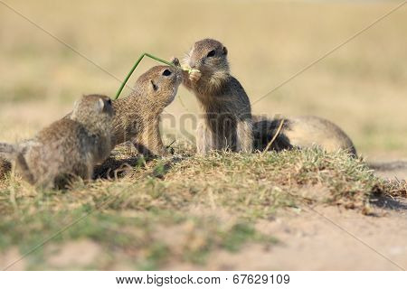European Ground Squirrel, Lat.spermophilus Citellus