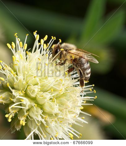Bee pollinating flower