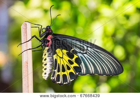 Female Golden Birdwing Butterfly
