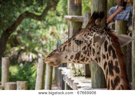 Giraffe
