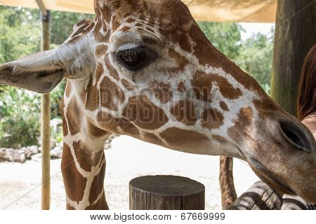 Giraffe