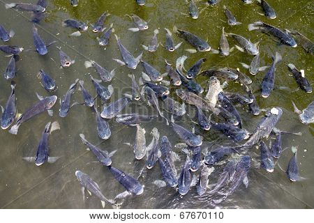 Blue trout