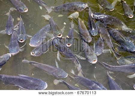 Blue Trout