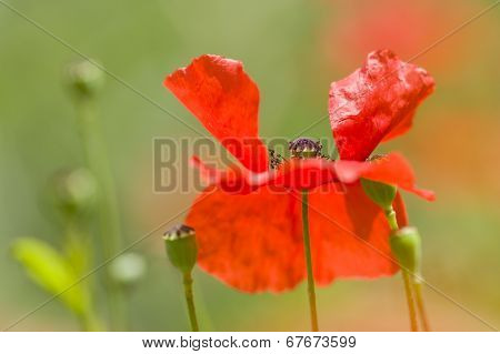 Red Poppy Detail