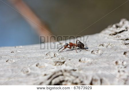 Red ant (Formica rufa) walking on bark