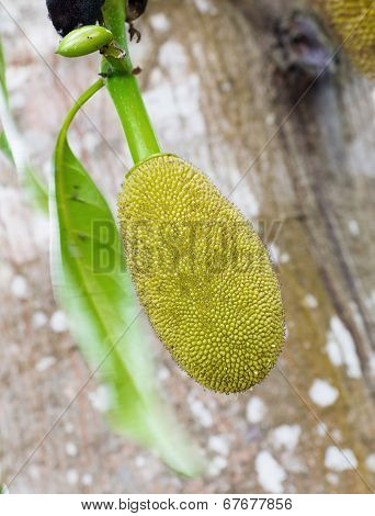 Jackfruit