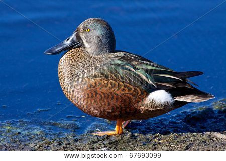 Australian Shoveler