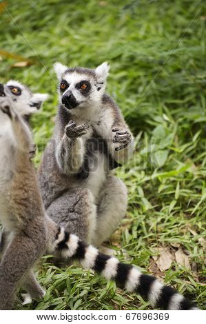 Ring-tailed Lemur Looking Something