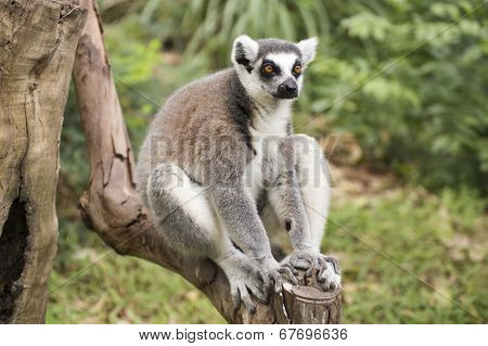 Ring-tailed Lemur Sitting
