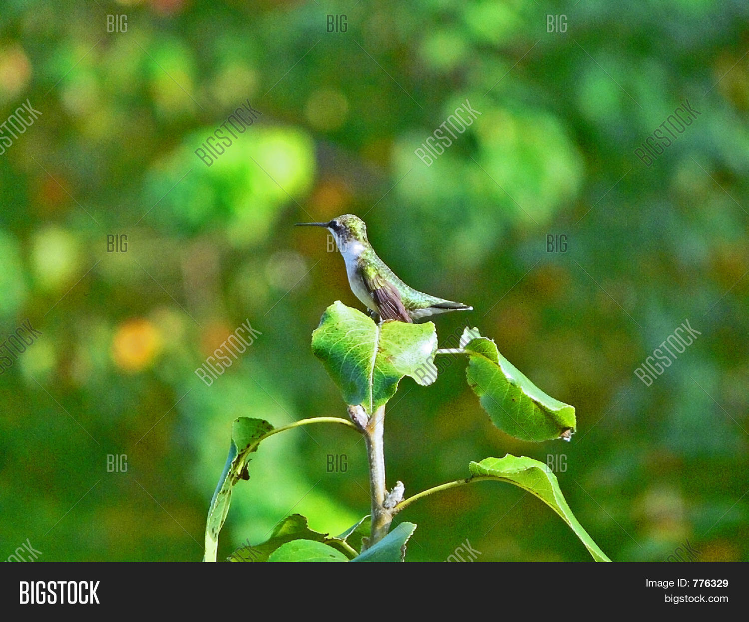 Image Preview