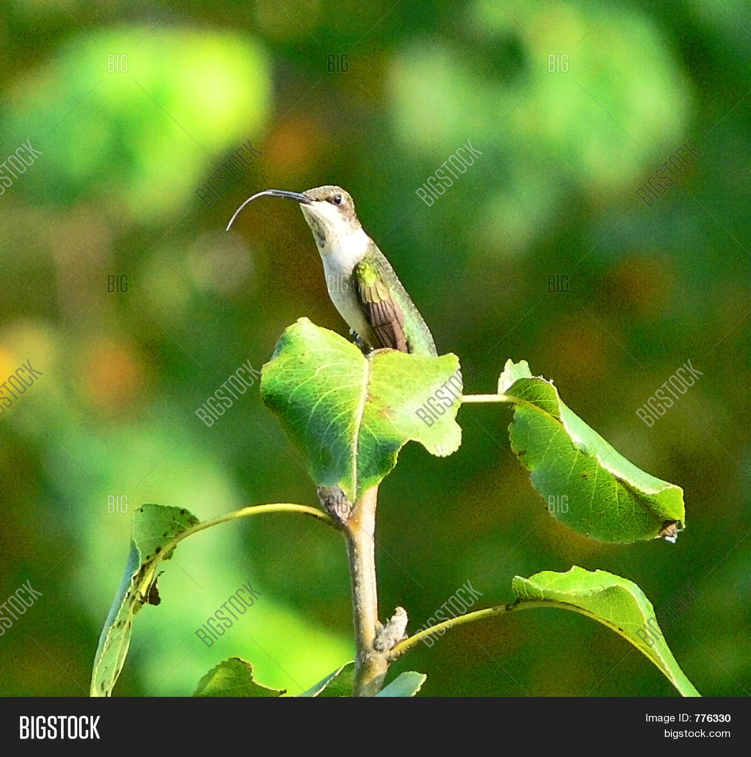Image Preview