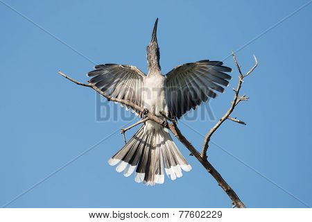 African Grey Hornbill (tockus Nasutus) Male Displaying On A Tree Top
