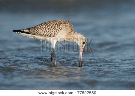 Bar-tailed Godwit (limosa Lapponica) Probing The Sand For Worms