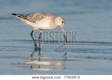 Bar-tailed Godwit (limosa Lapponica) Pulling A Worm Out Of The Sand
