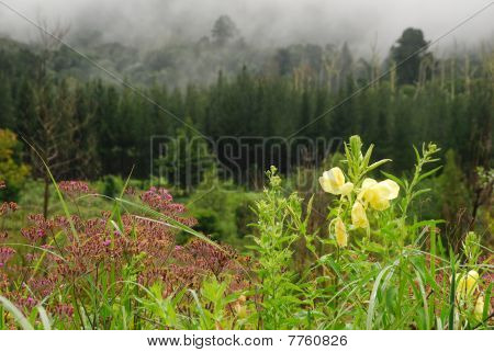 Misty Mountain morgen
