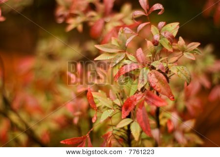 Autumn odchodzi z wąską głębię ostrości