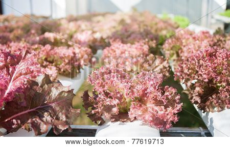 Red Coral Plants On Hydrophonic Farm