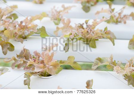 Closeup Red Oak Plants On Hydrophonic Farm
