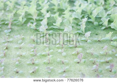 Hydrophonic Plantation Of Vegetable Salad