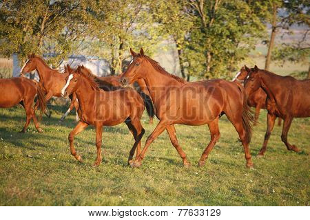 .herd Galloping In Autumn Field When The Sun Goes Down
