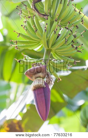 Banana flower and bunch of banana