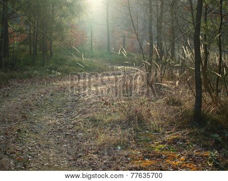 Sunny Forest Road, South Bohemia
