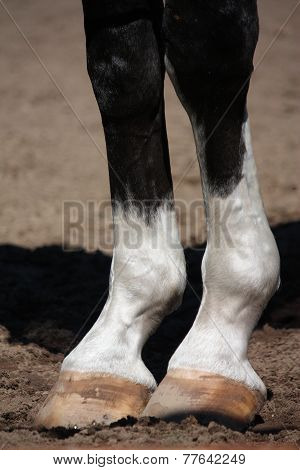 Close Up Of Horse Legs