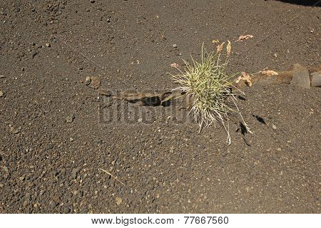 Volcanic Earth