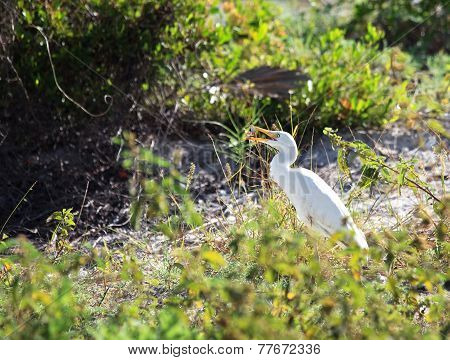 Yellow-billed Egret eating a lizard.
