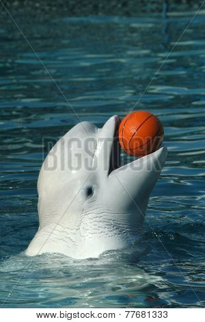 Beluga whale (Delphinapterus leucas) playing basketball.  