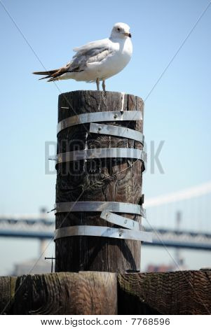 Racek v New York City