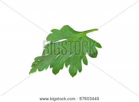Parsley Leaf Isolated On White Background