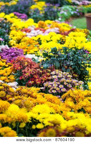 A Flower Lane