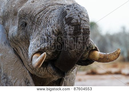 Elephant Takes Some Water