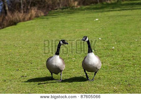 United Kingdom, Devon Goose in the Park, walking on the grass