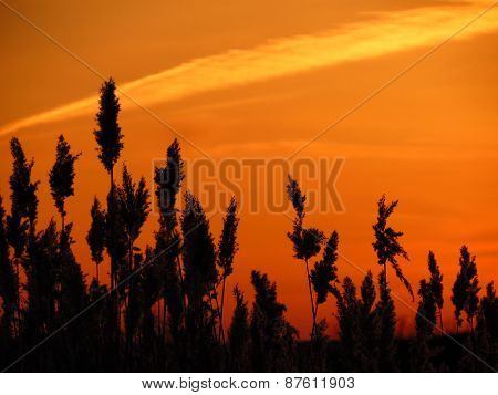 The bulrushes against sunset
