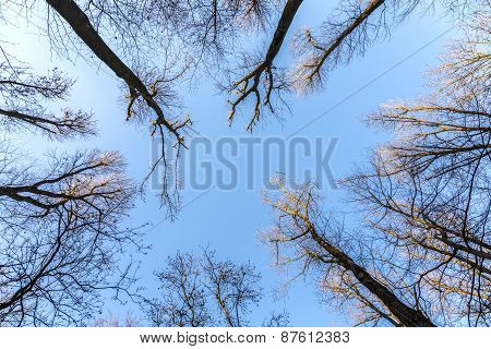 Oak Branches Against The Sky