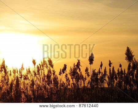 bulrushes against  sunset