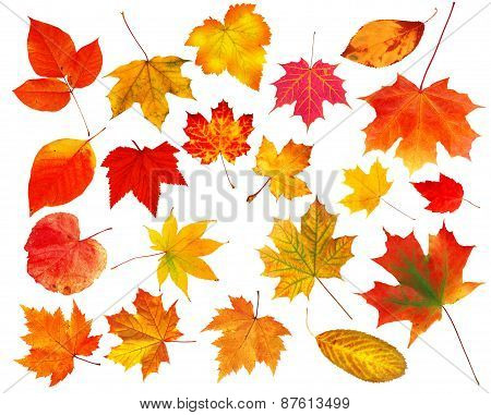 Collection Beautiful Colourful Autumn Leaves Isolated On White Background