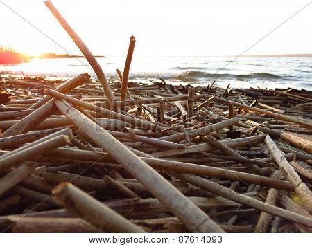the dried stems of reeds