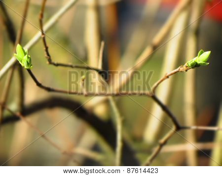 The first spring gentle leaves