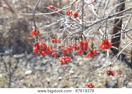 Bunch Of Red Raspberries After Winter