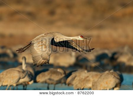 Sandhill 크레인 비행에