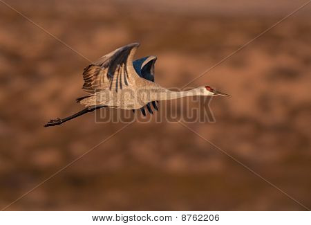 Sandhill 크레인 비행에