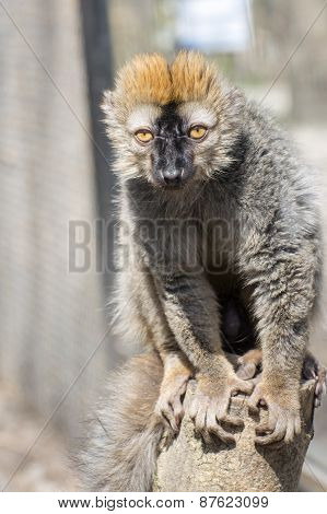 Red Lemur (eulemur Rufus)